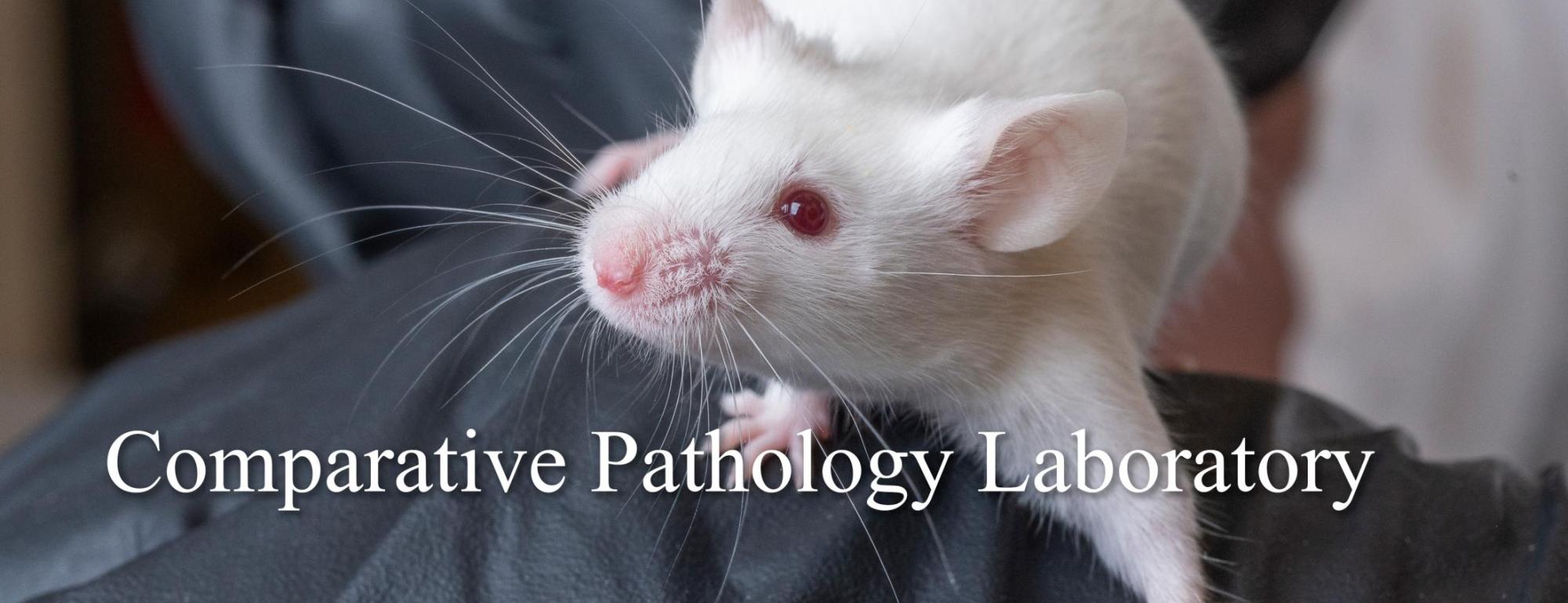 Comparative Pathology Laboratory