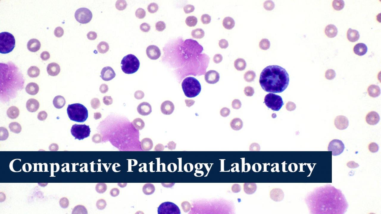 Comparative Pathology Laboratory